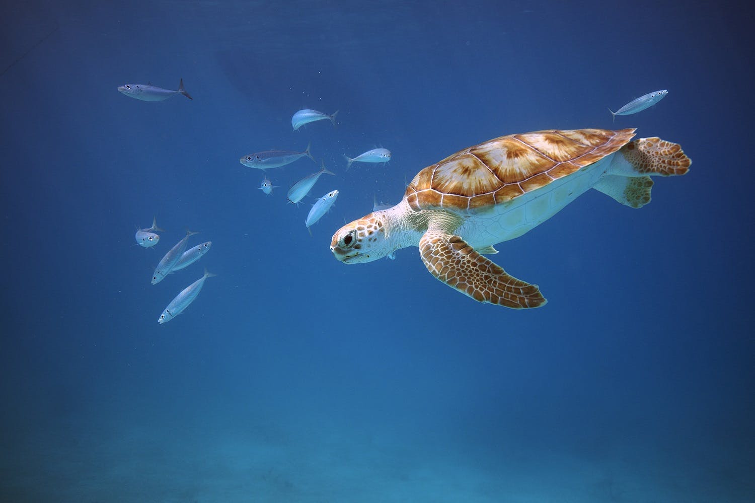 green sea turtles in barbados