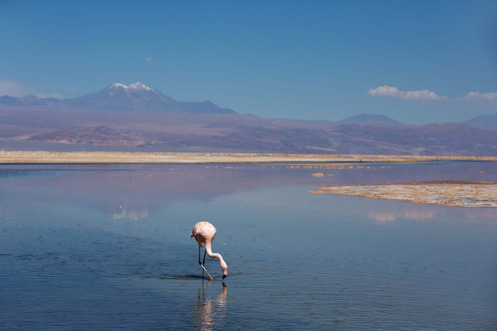 An Atacama Desert flamingo feeds in the salt flats.