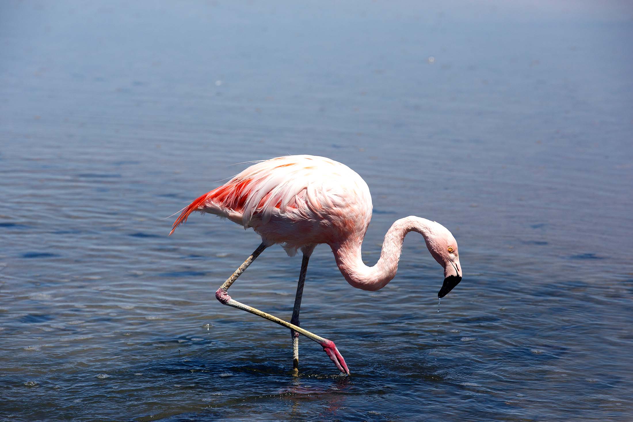 Flamingos in the Desert Idioma Inglés 