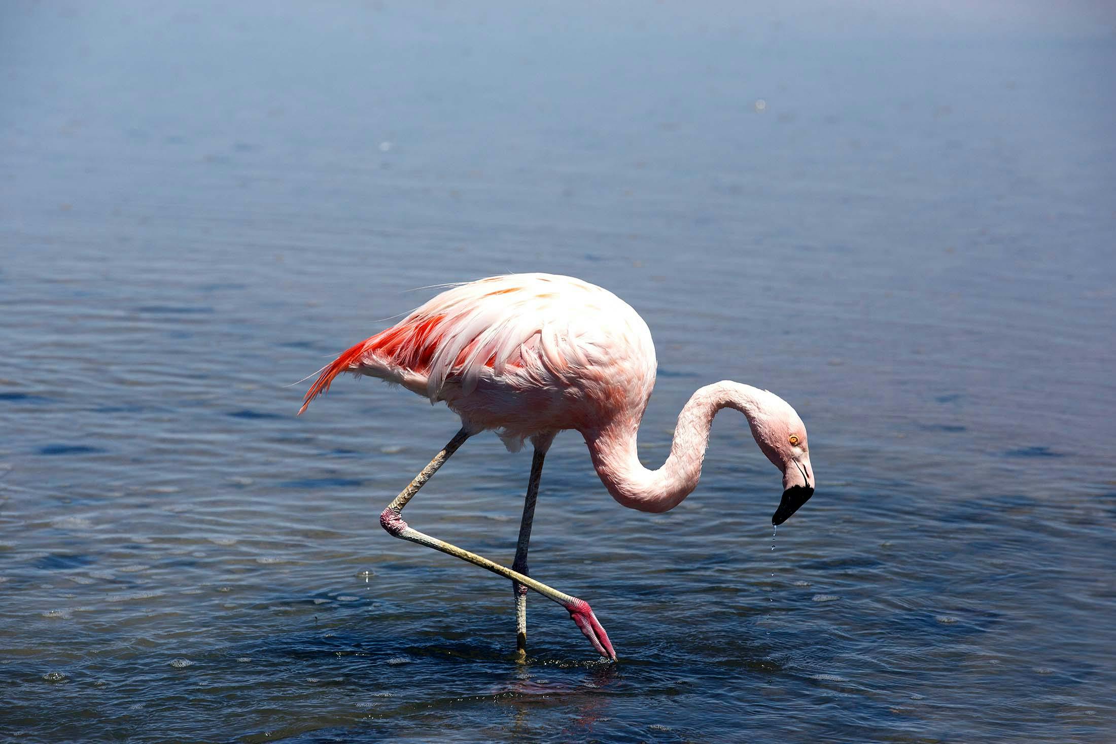 Pink Flamingos In The Atacama Desert Chile S Resilient Birds Video