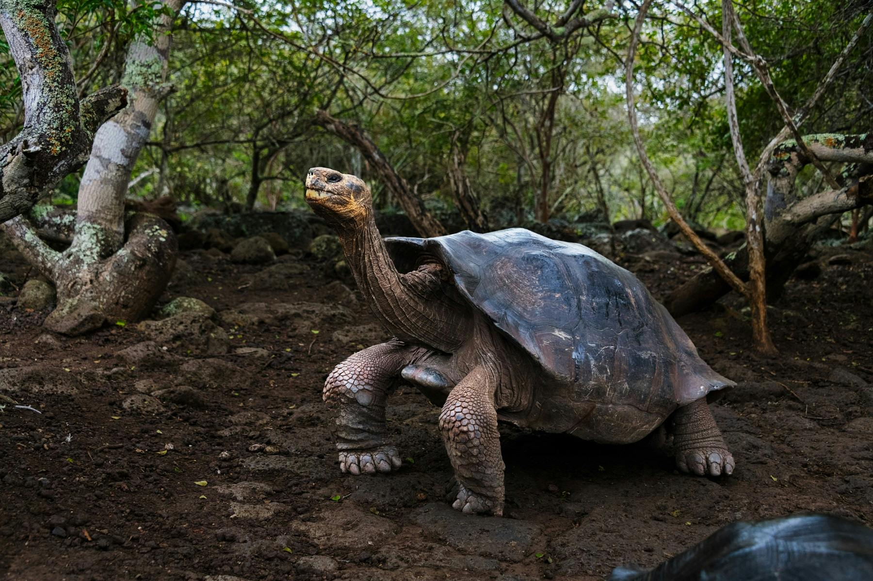 the Galapagos Islands by Steve McCurry