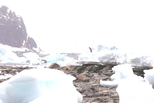 Danco Island, Antarctica