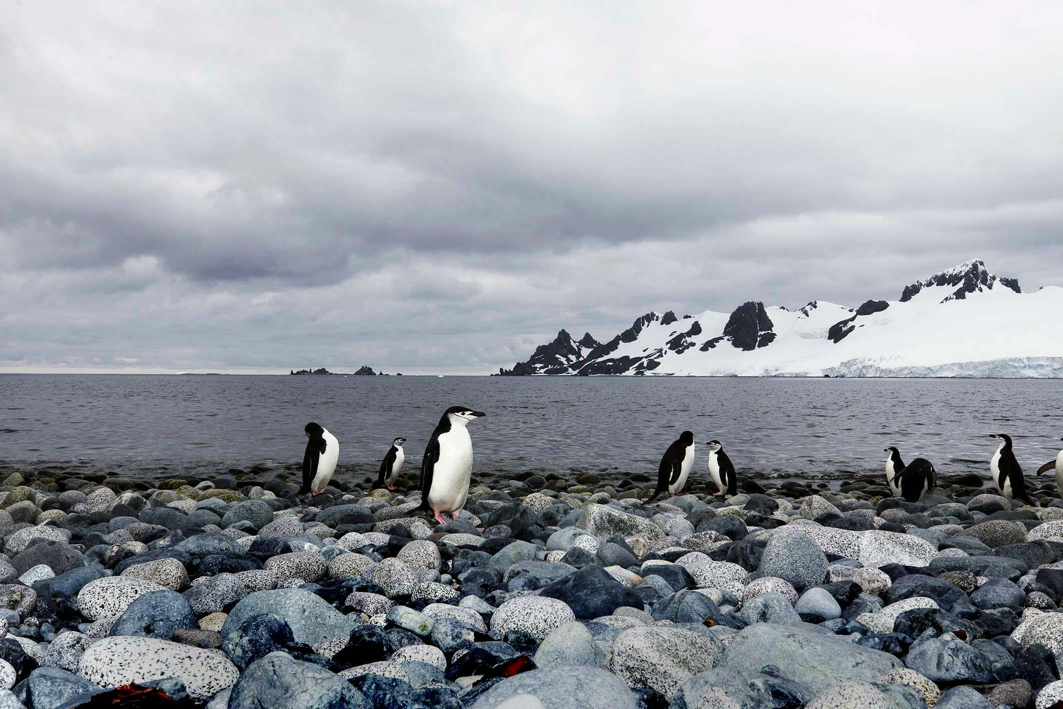 Penguins are perhaps the most popular subject in Antarctica photography.