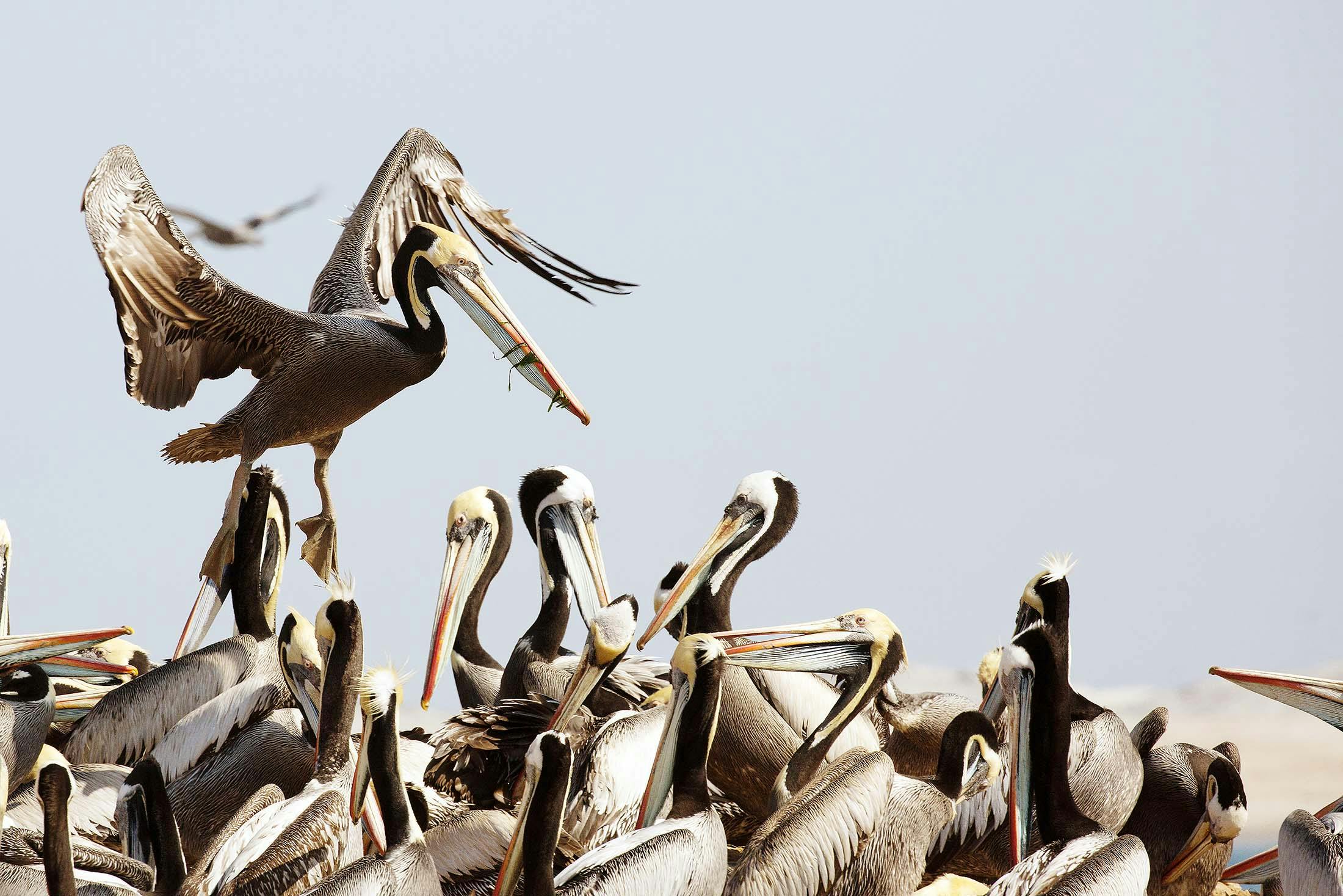 Peruvian pelicans in Peru