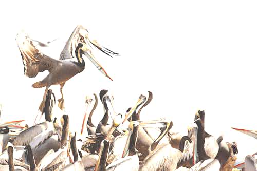 Peruvian pelicans in Peru