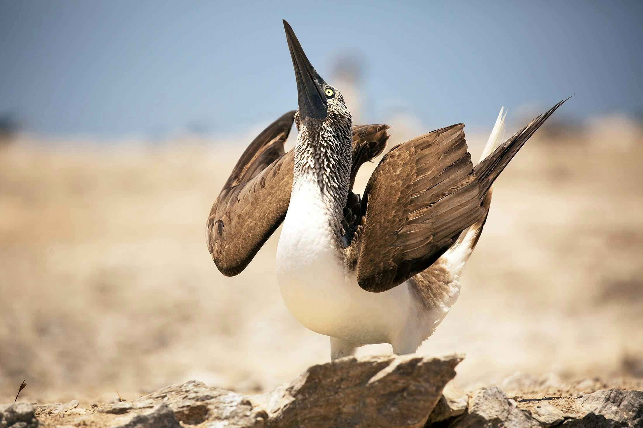 blue footed booby