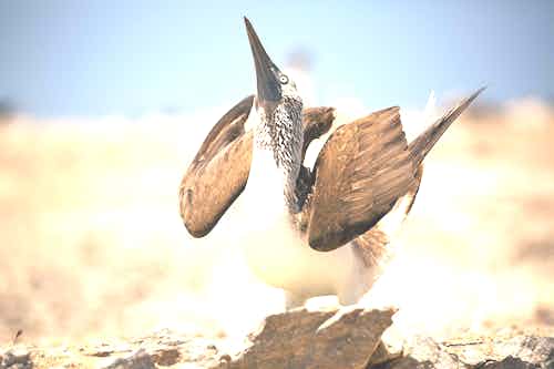 blue-footed boobies dance