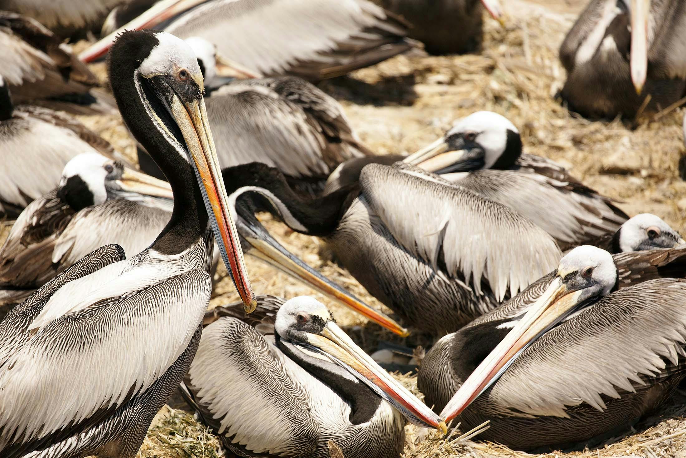 Peruvian Pelicans on Isla Lobos de Tierra, Peru