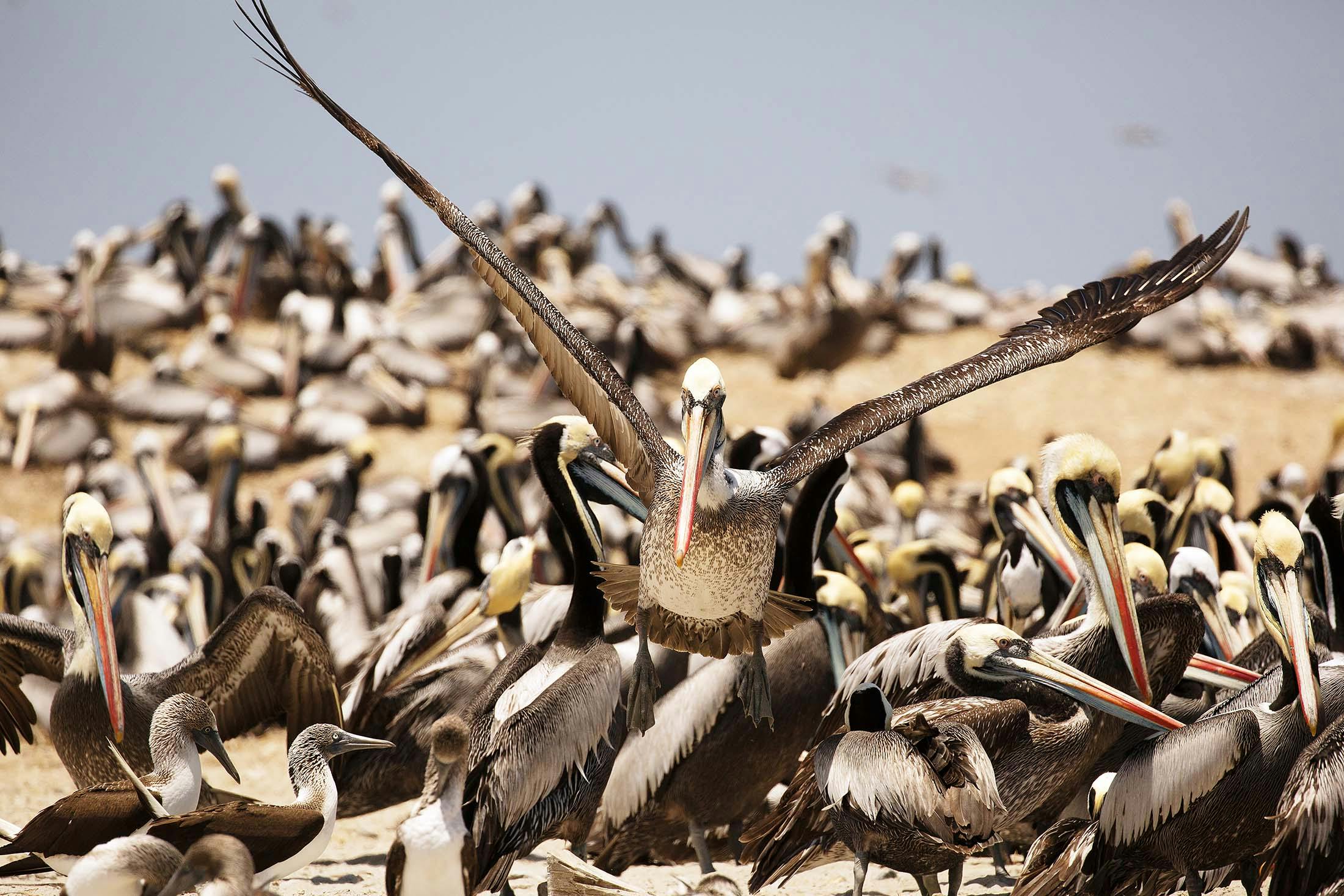 Peruvian pelicans on Isla Lobos de Tierra, Peru