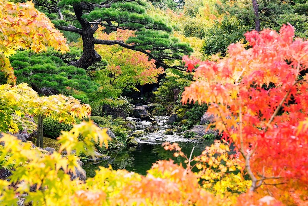 A Japanese garden with koi pond represents love and affection.