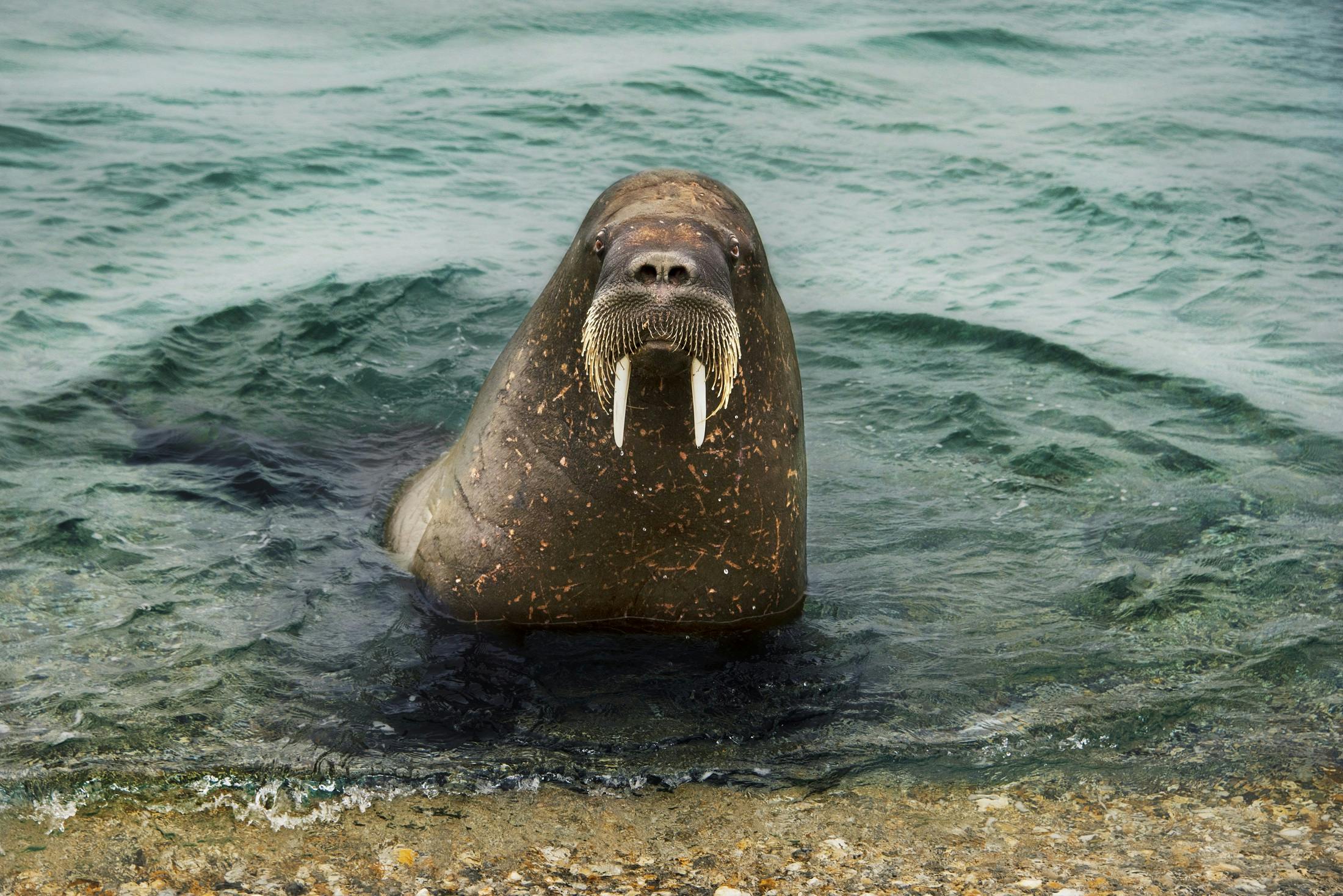 Svalbard, the Arctic, by Steve McCurry