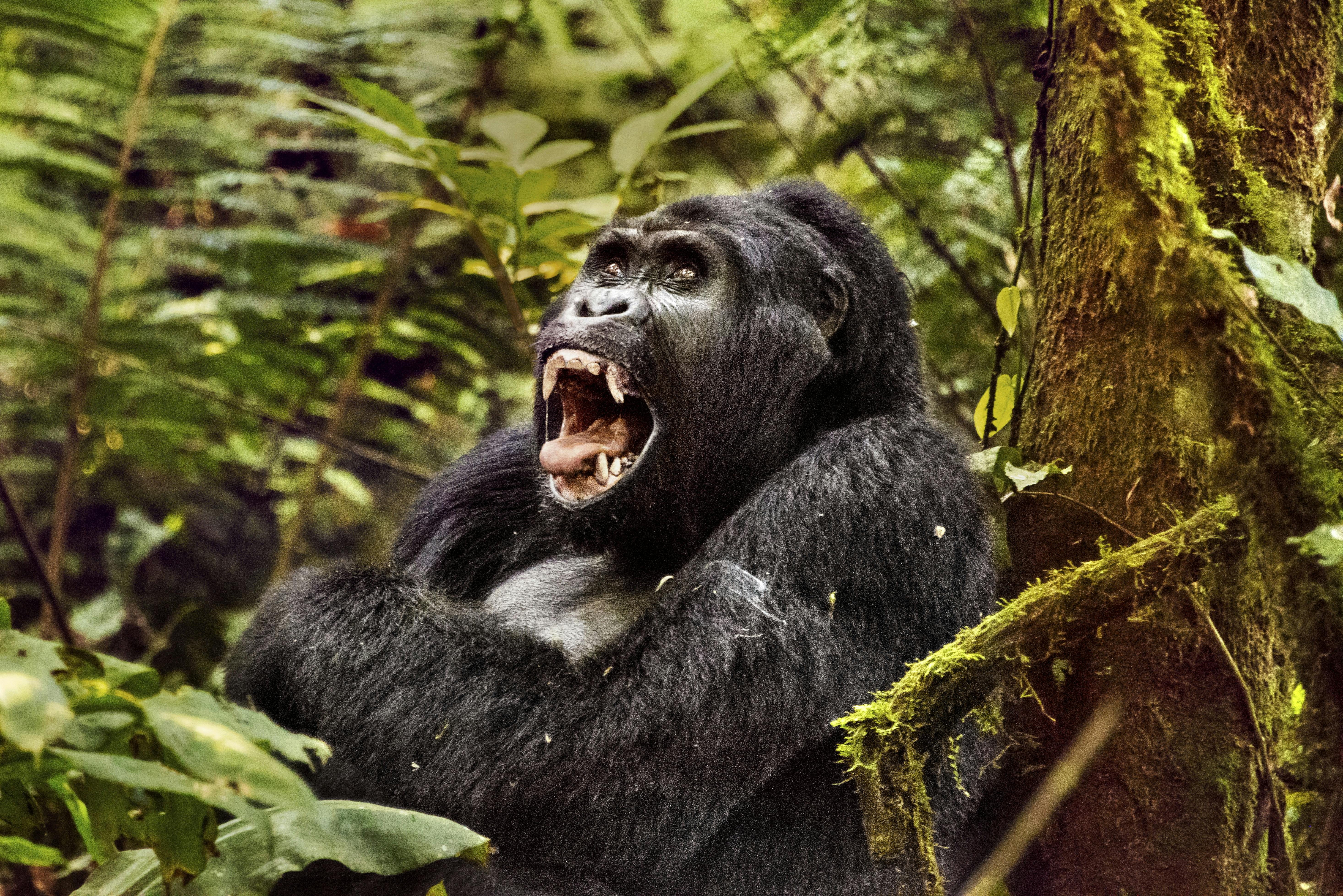 Virunga Mountains of East Africa by Steve McCurry