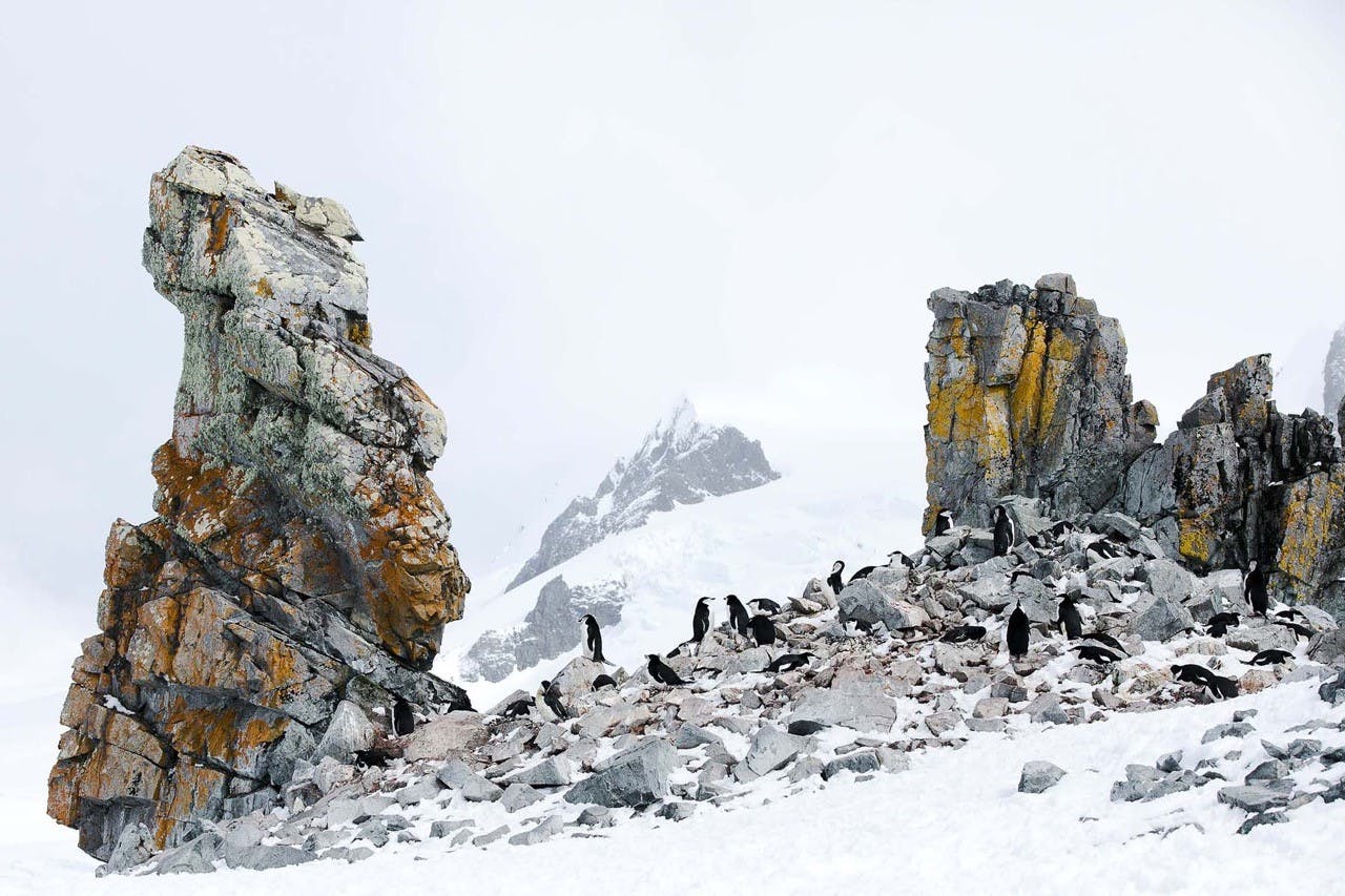 Chinstrap Penguins on Half Moon Island, Antarctica