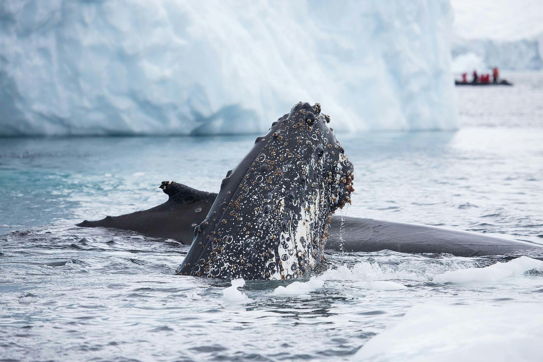 Spy-hopping humpback whale - Cory Hom-Weaver