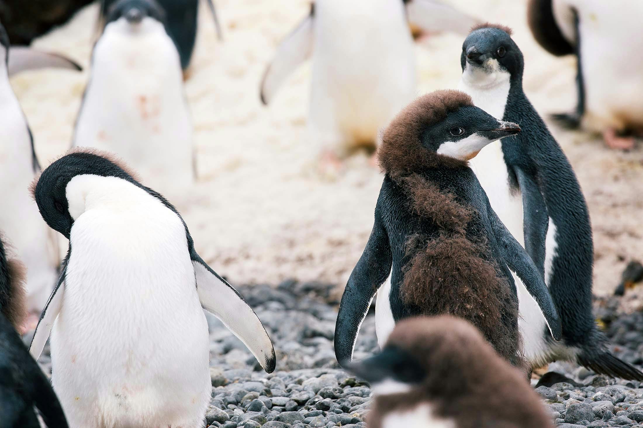 Young Adélie Penguin, Brown Bluff, Antarctica