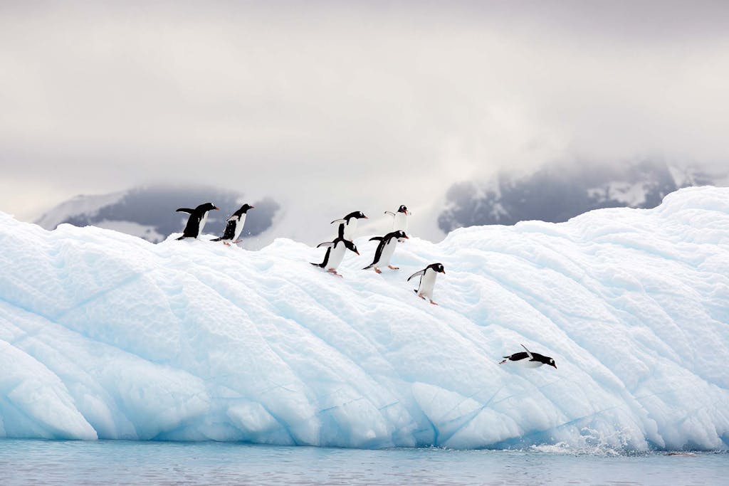 Visit Antarctica for a chance to see Gentoo Penguins and other wildlife.