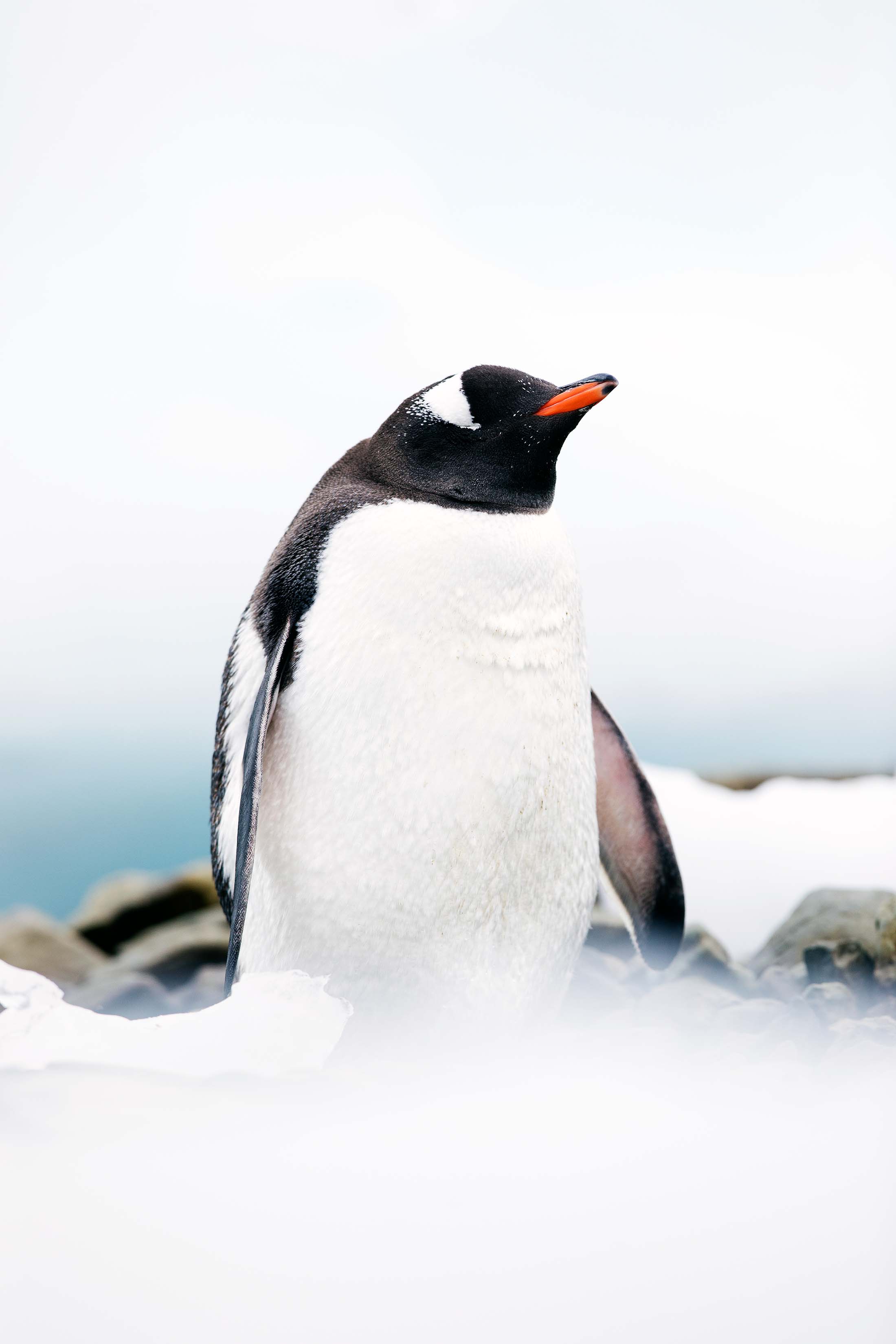 Cruise the Errera Channel to Understand the Value of Protecting Antarctica