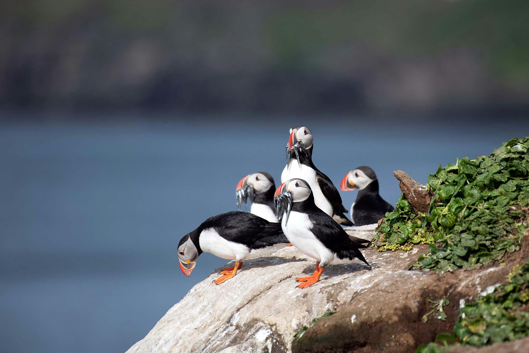 You can go observe the endearing Atlantic puffin, but time may be