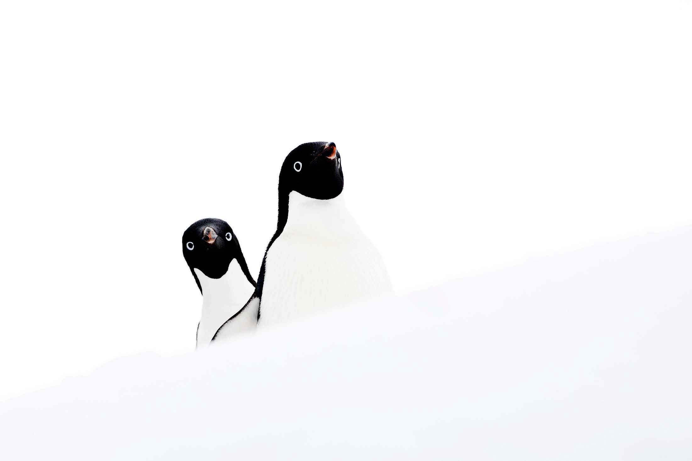 Brush-Tailed Penguins: Antarctica's Tuxedo-Toned Ambassadors