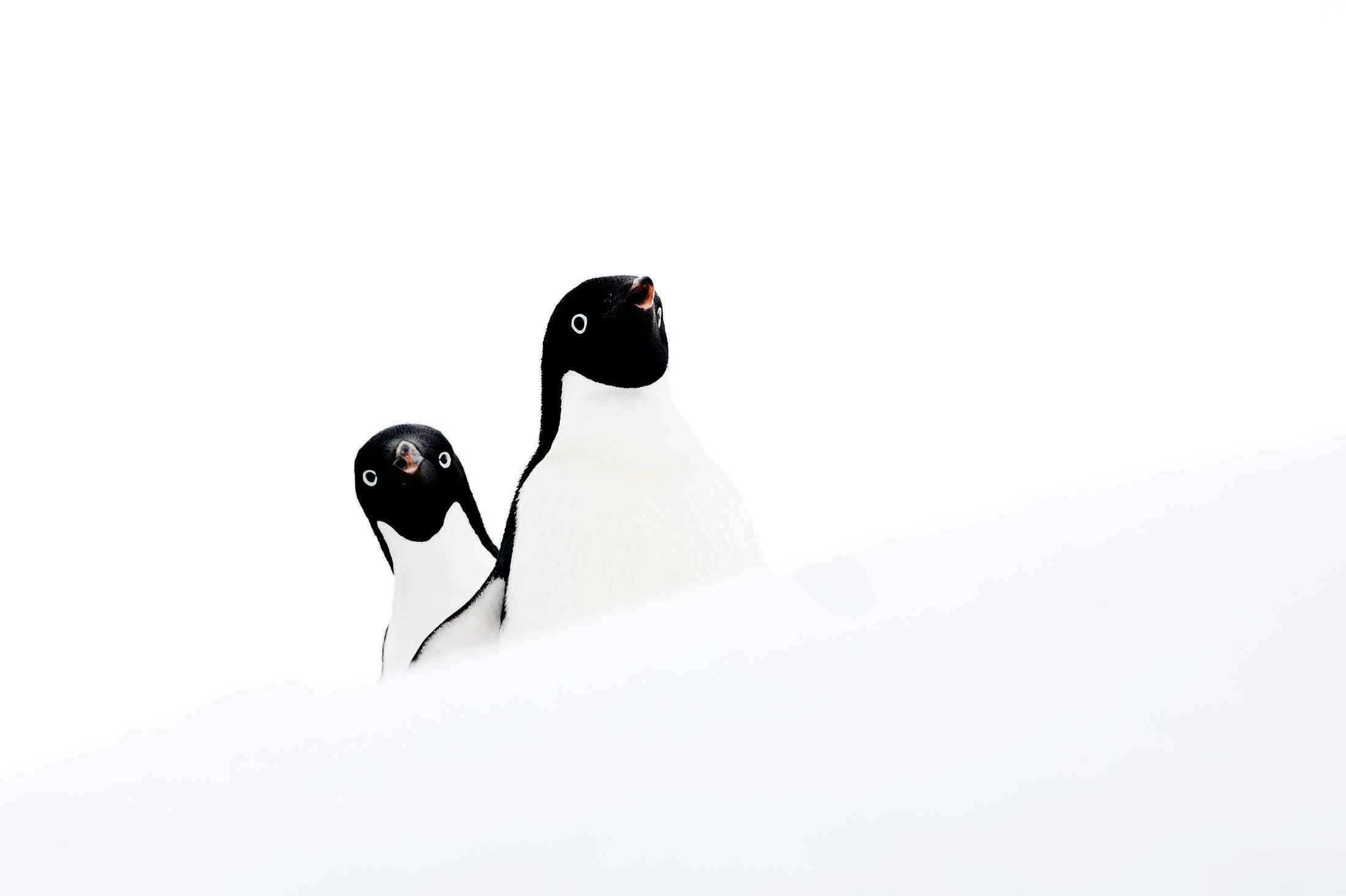 Hope Bay, Antarctica