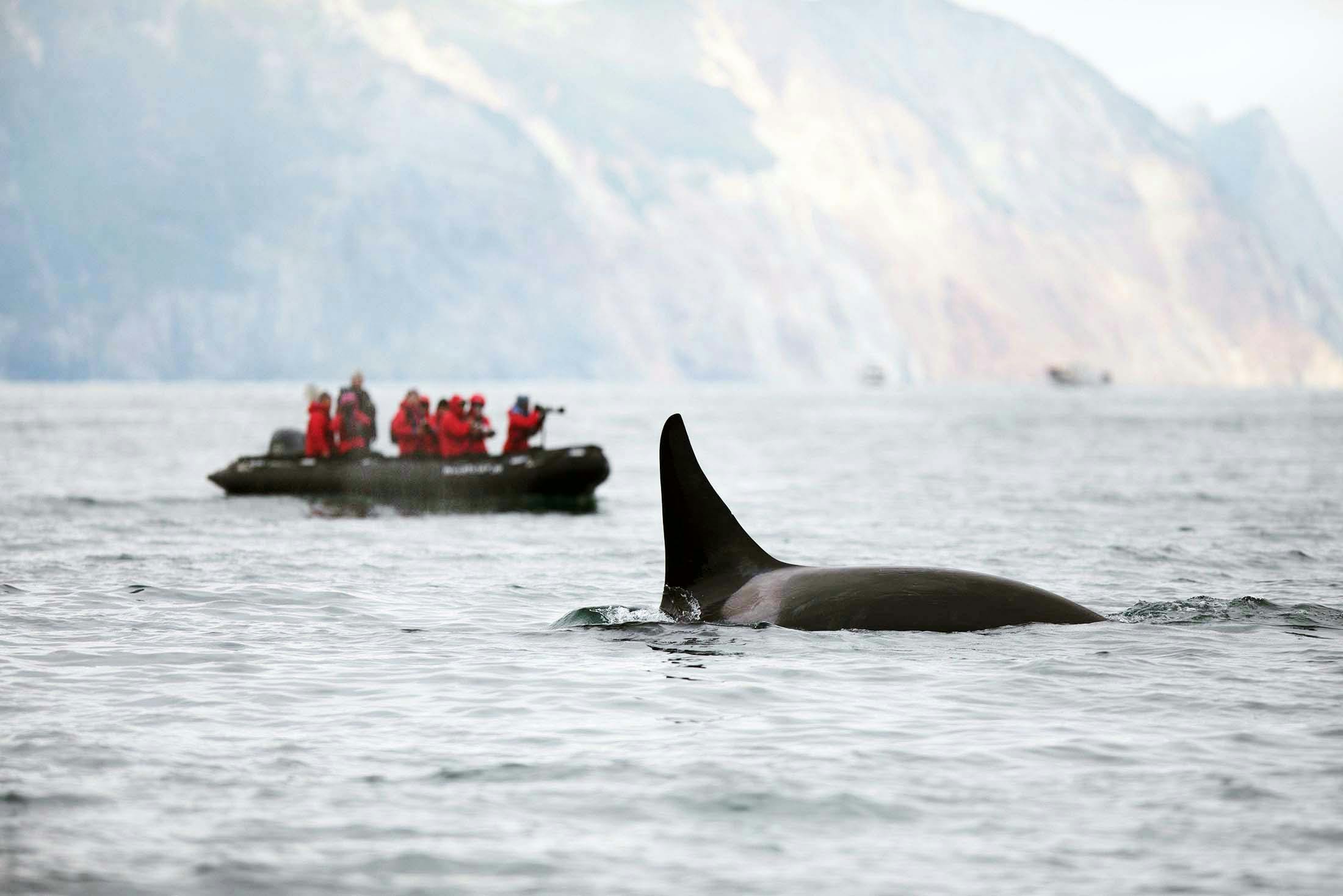 Killer whale, Kekurnyy Bay, Kamchatka, Russian Far East