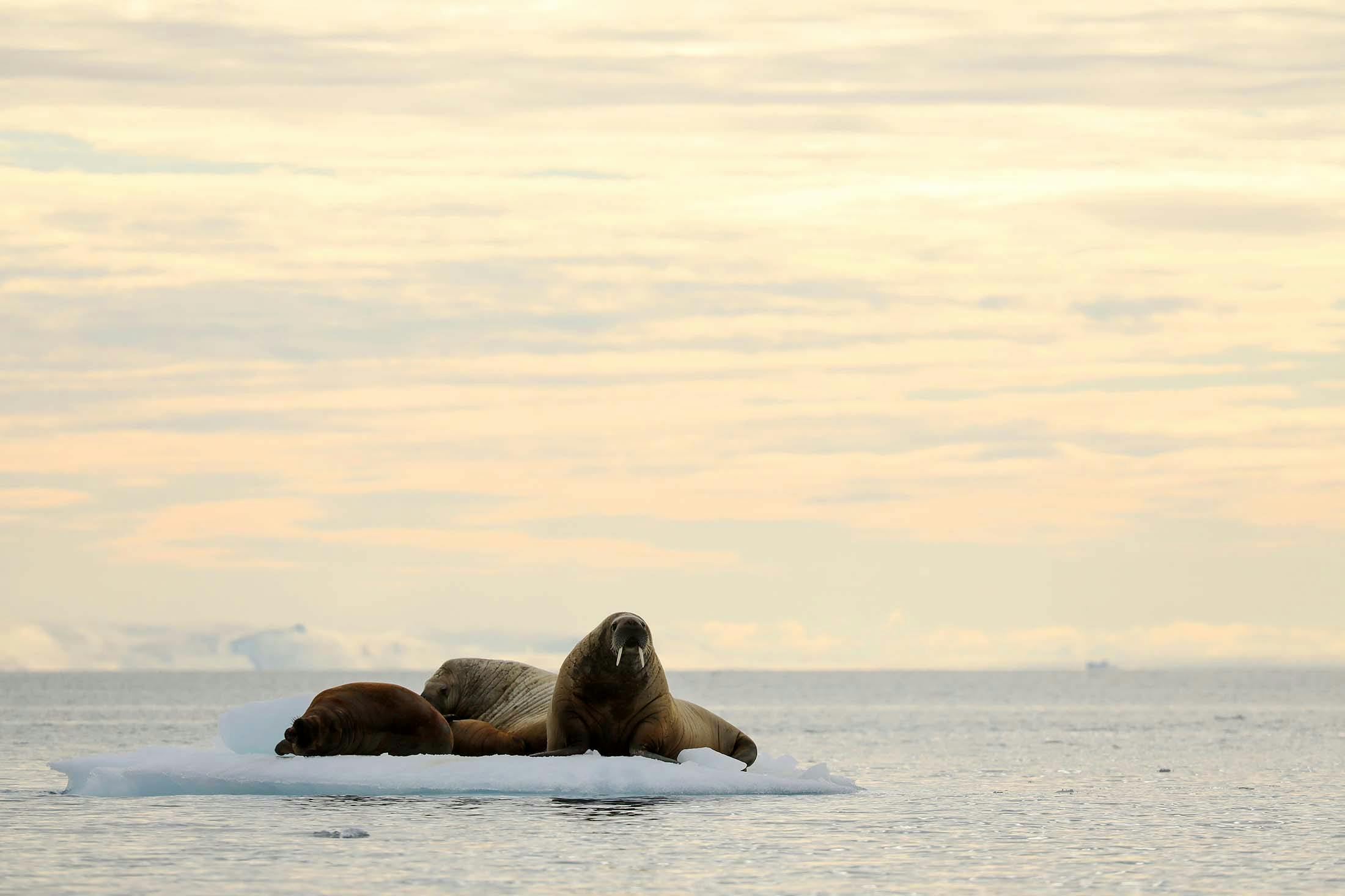 Walruses in Brasvelbreen, Svalbard