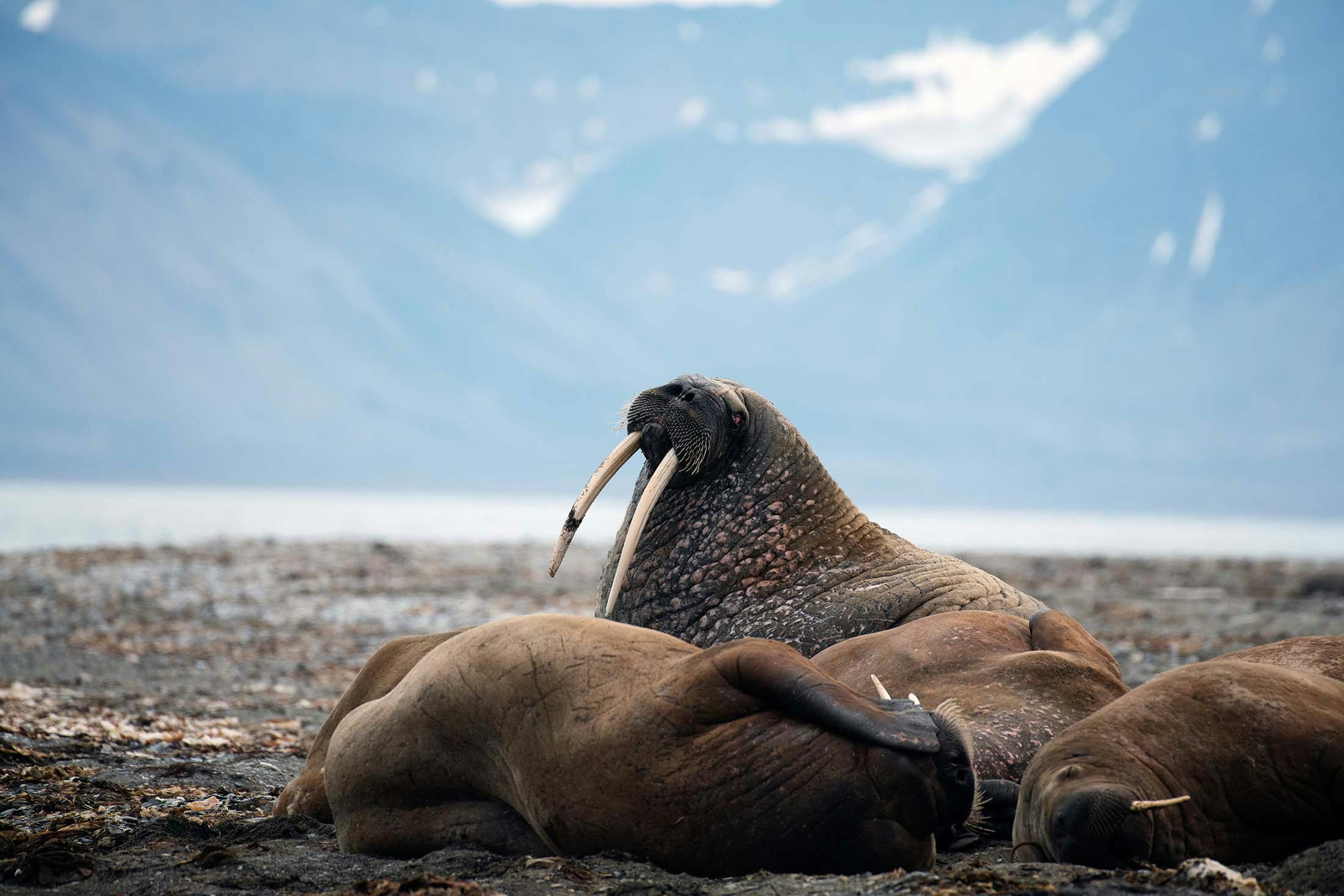 Walruses in Poolepynten, Svalbard