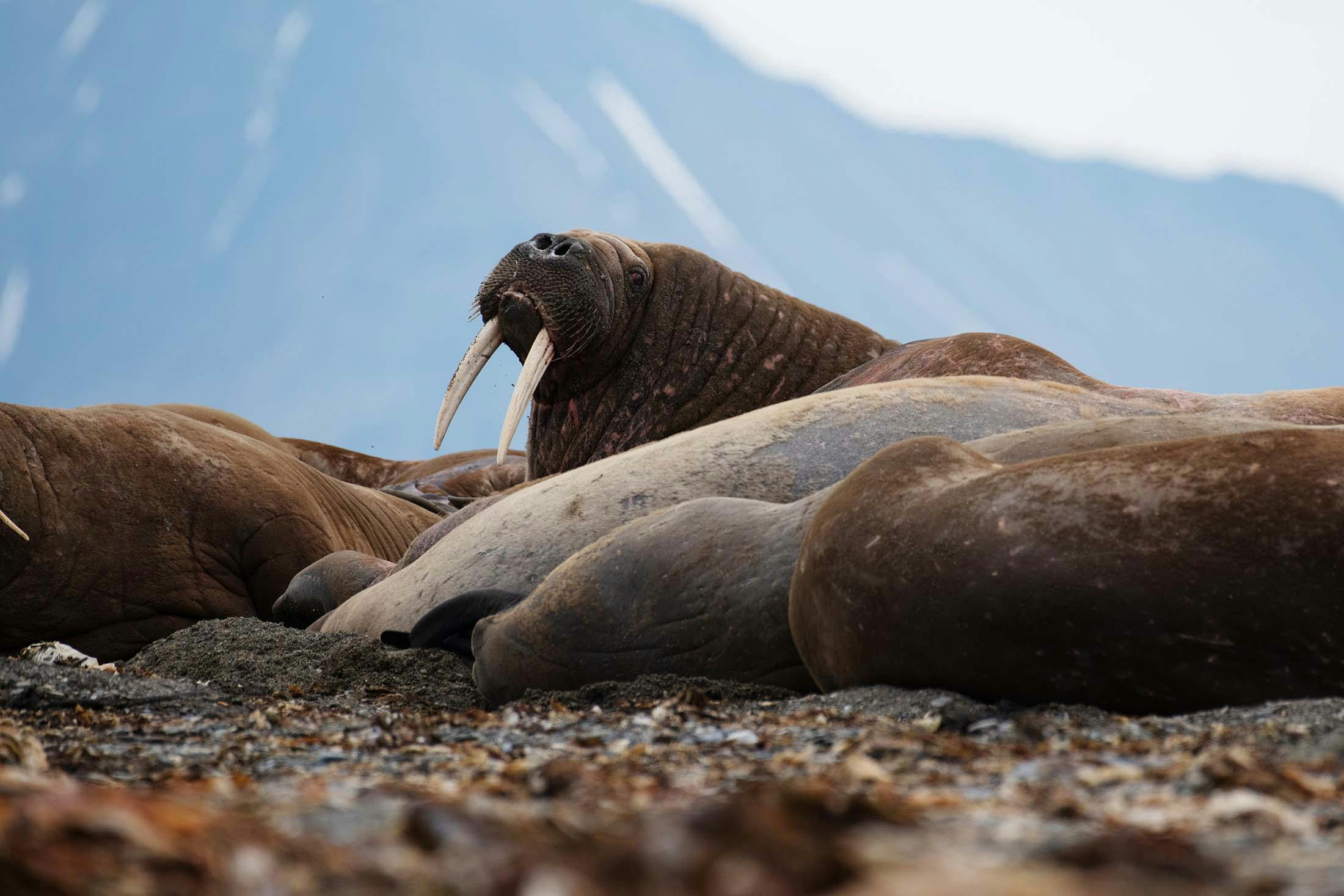 I Am the Walrus: An Arctic Animal's Existence - Discover by Silversea
