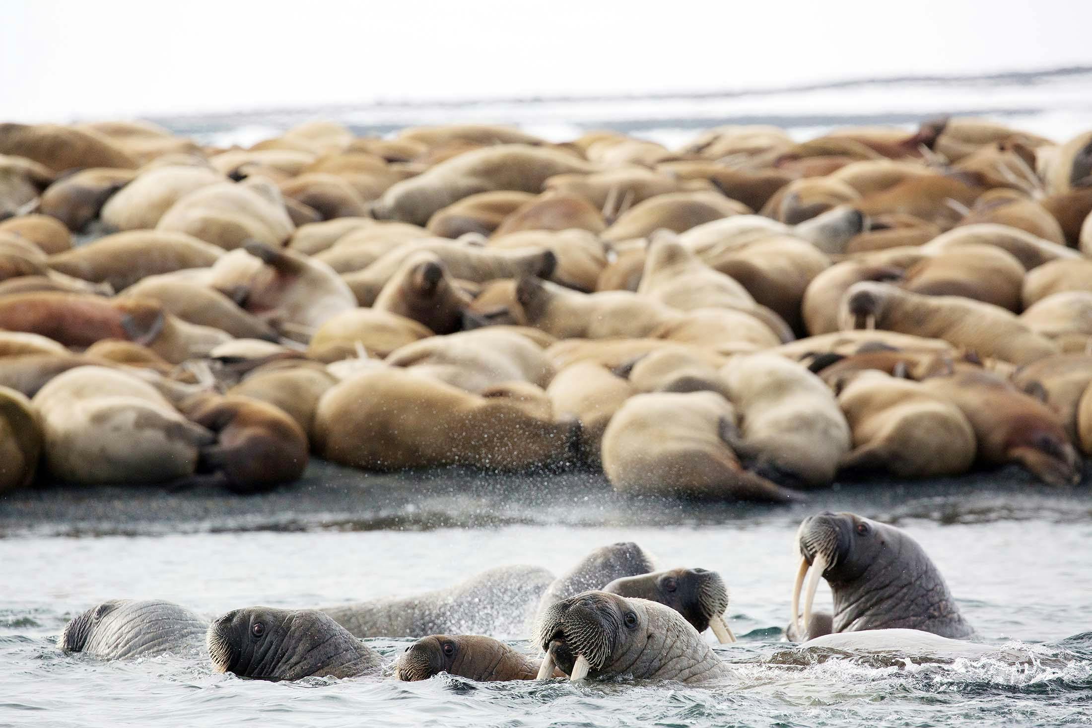 Walruses in Svalbard