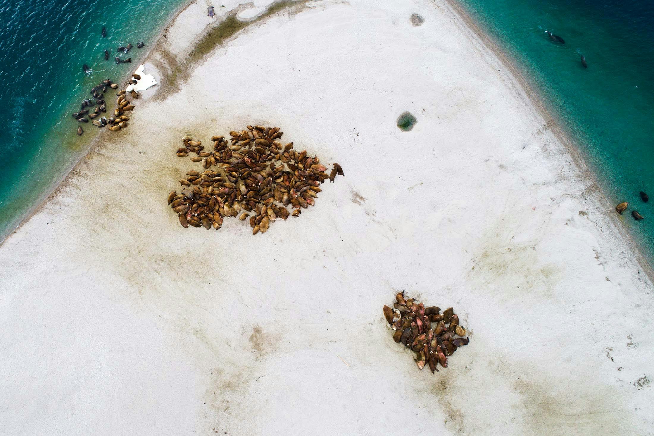 Walruses in Torellneset, Svalbard