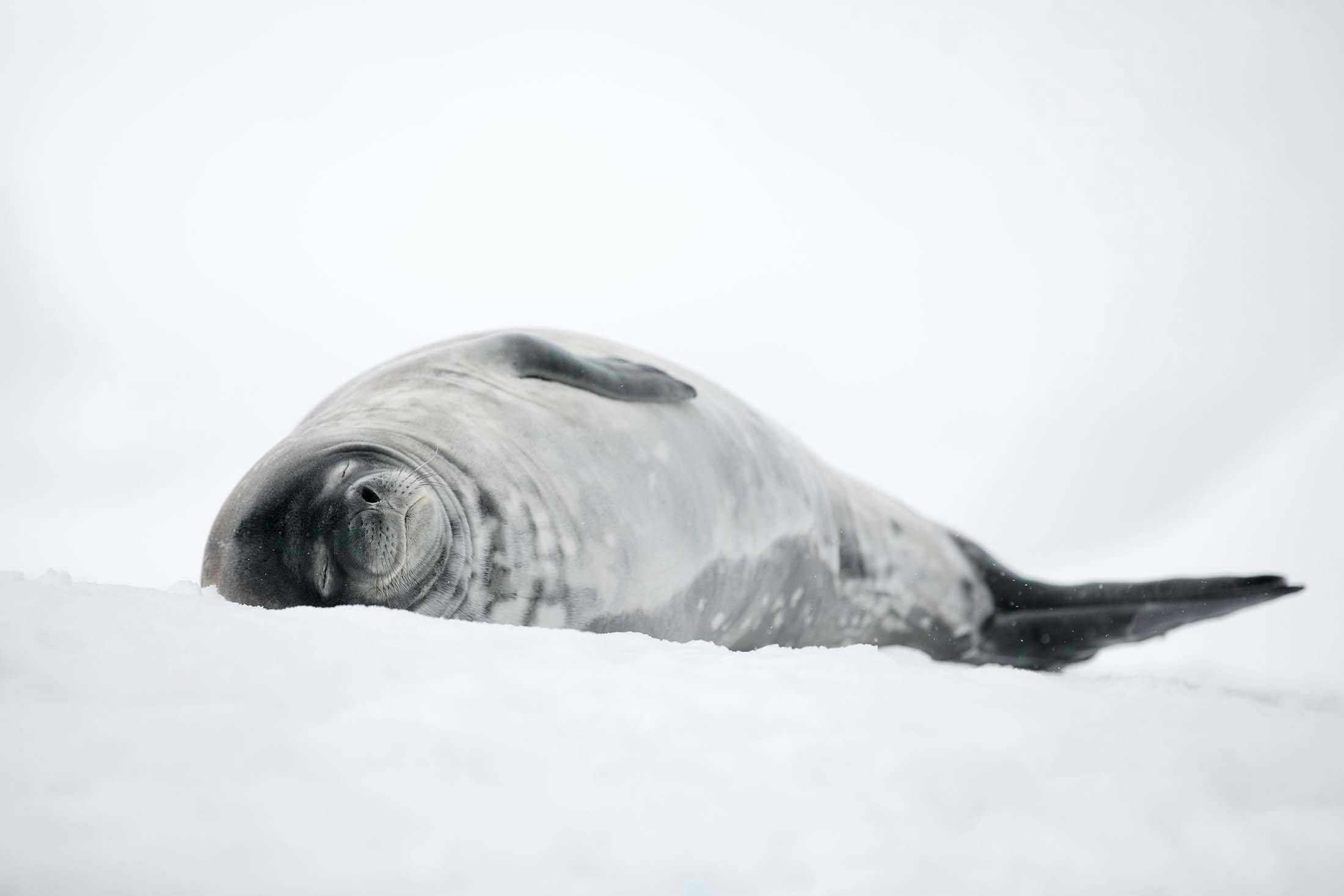 Weddell seal, Mikkelsen Harbor, Antarctica