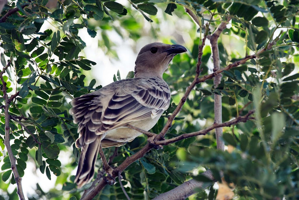 Great Bowerbirds can be spotted on an Ord River birdwatching tour.