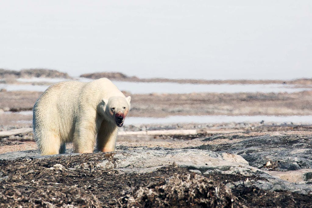 One or the polar bears' habitats lies in Spitsbergen, Svalbard