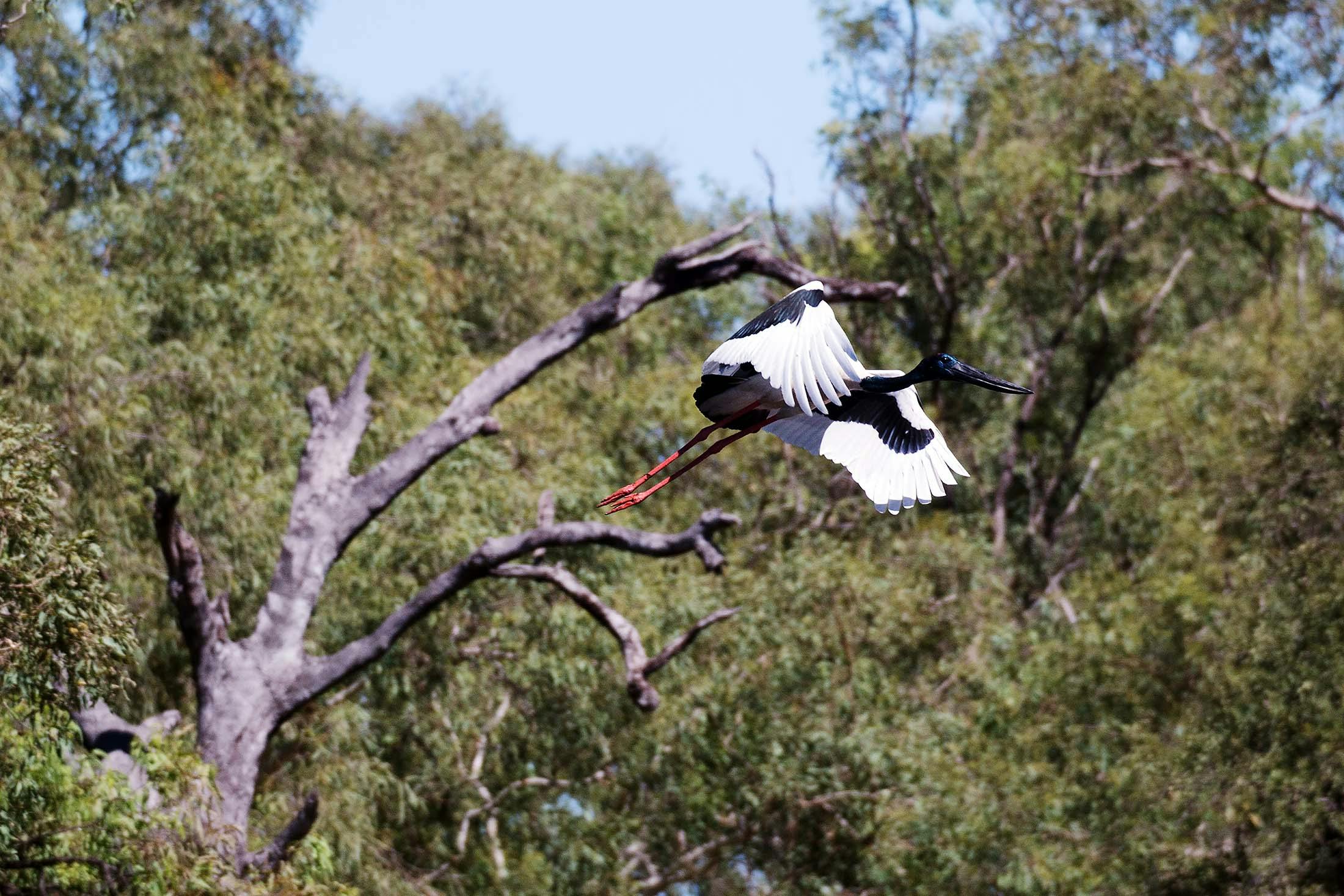 Jabiru bird by Ord River, Kimberley, Australia