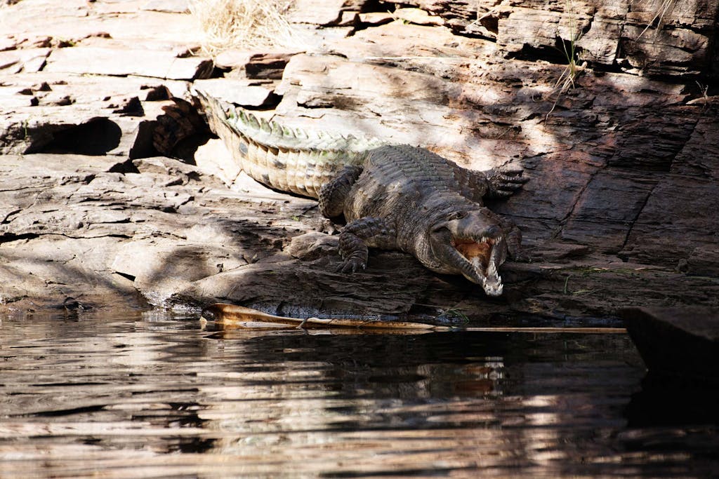 Don't miss a chance to see Ord River’s crocodiles.