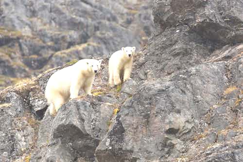 Polar Bears, Liefdefjorden, Svalbard, Arctic