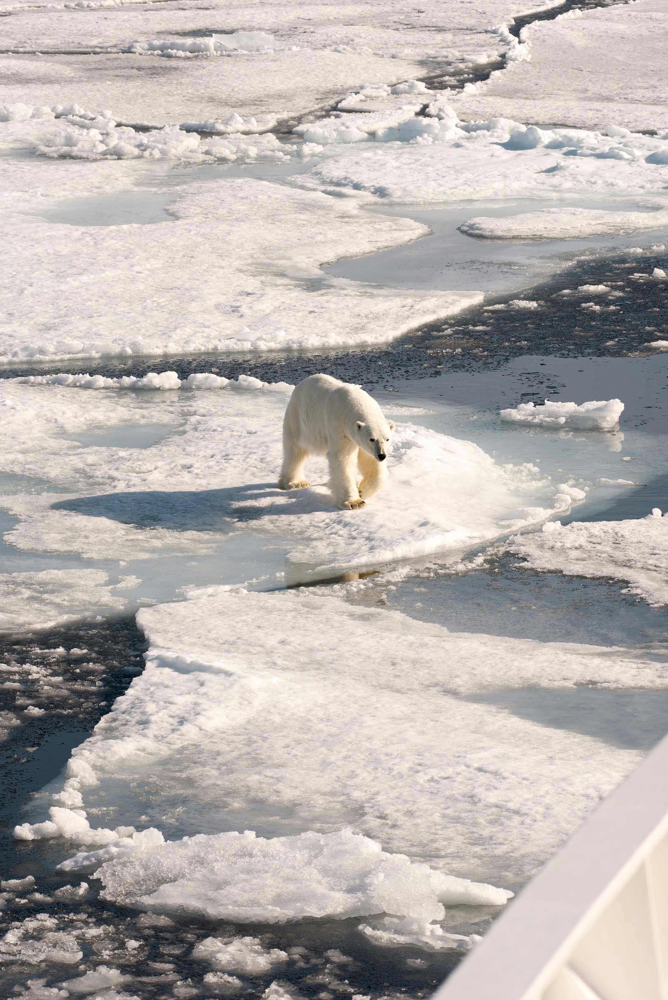 Polar bear in Liefdefjorden, Svalbard