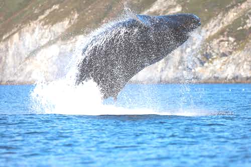 Breaching whale in Zavyavialova Island, Russia