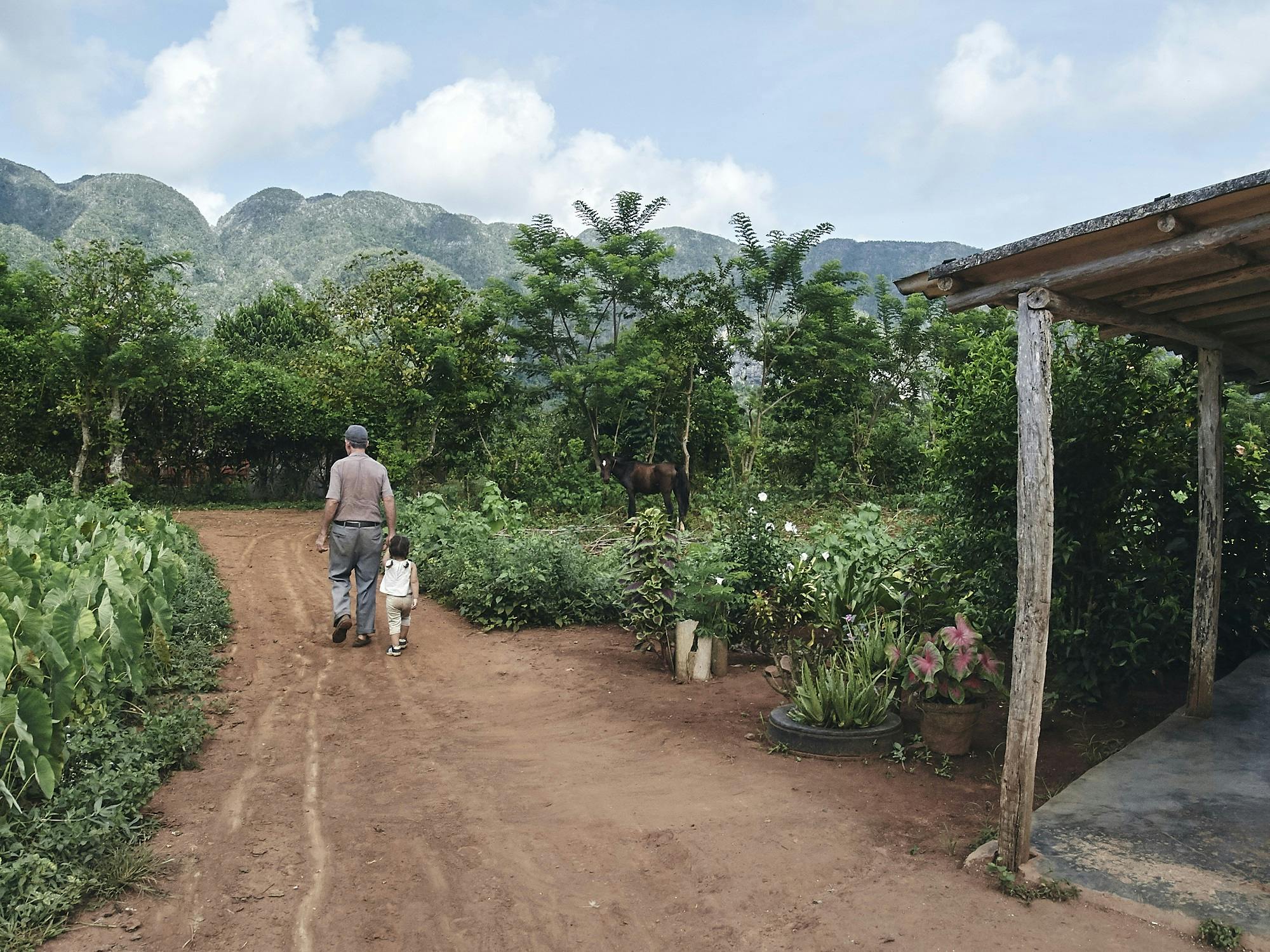 Step back in time on a Valle de Viñales tour.
