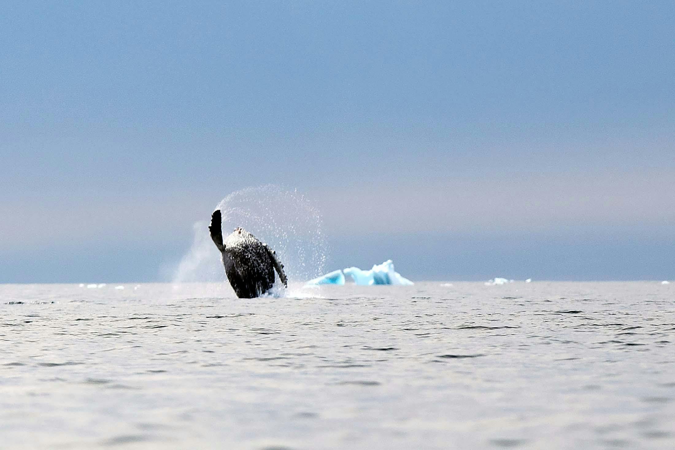 Spotted during an Antarctic expedition: a breaching humpback whale in Cierva Cove, Antarctica