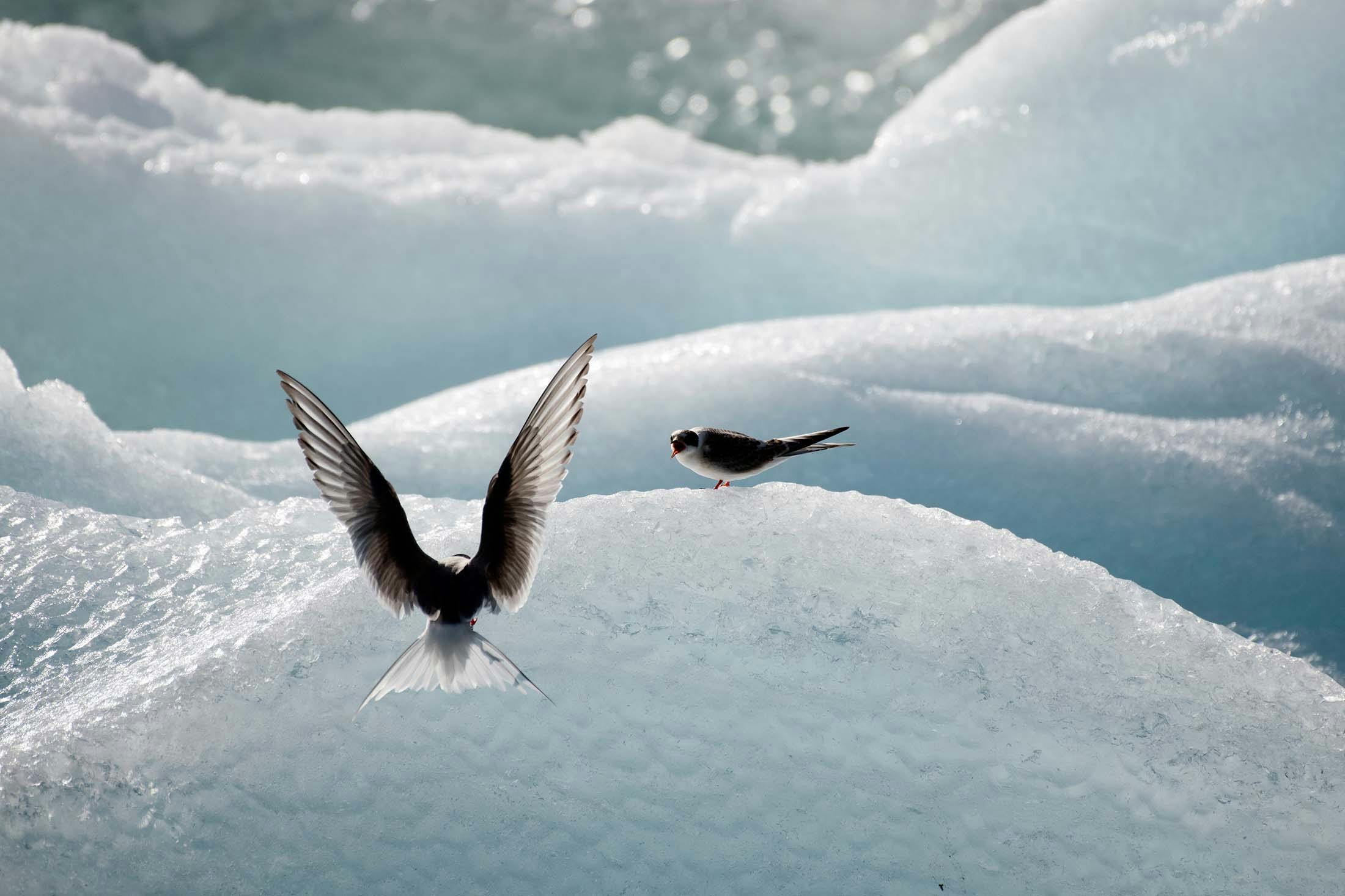 Arctic Tern