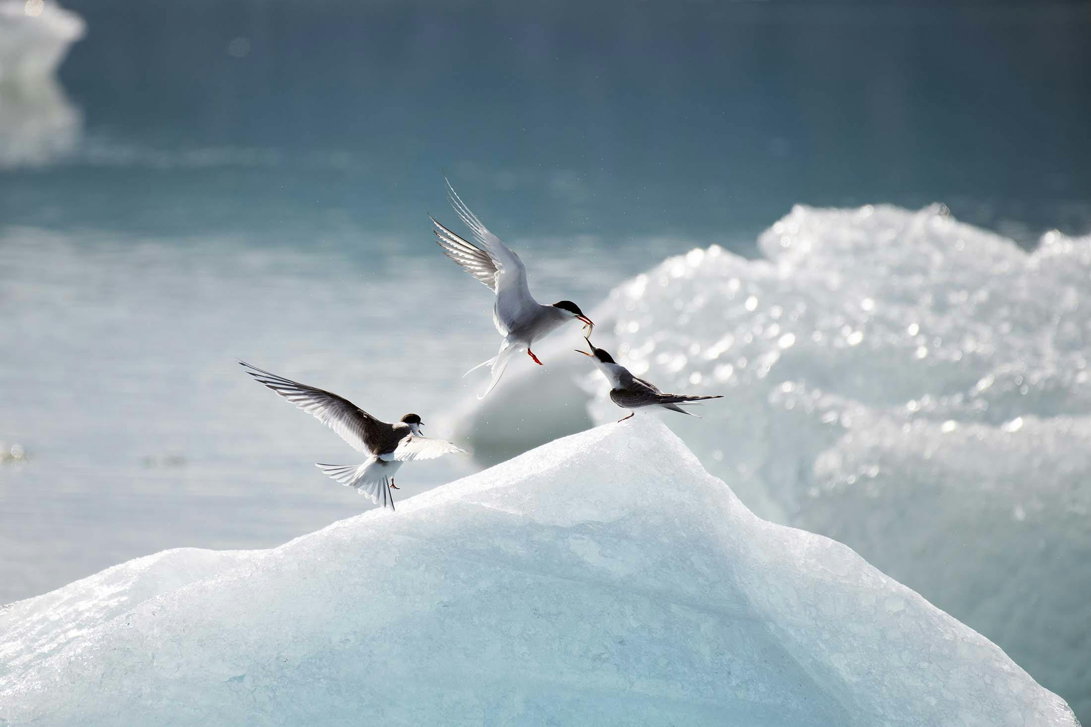 Arctic Tern feeds its young in Glacier Lagoon, Iceland