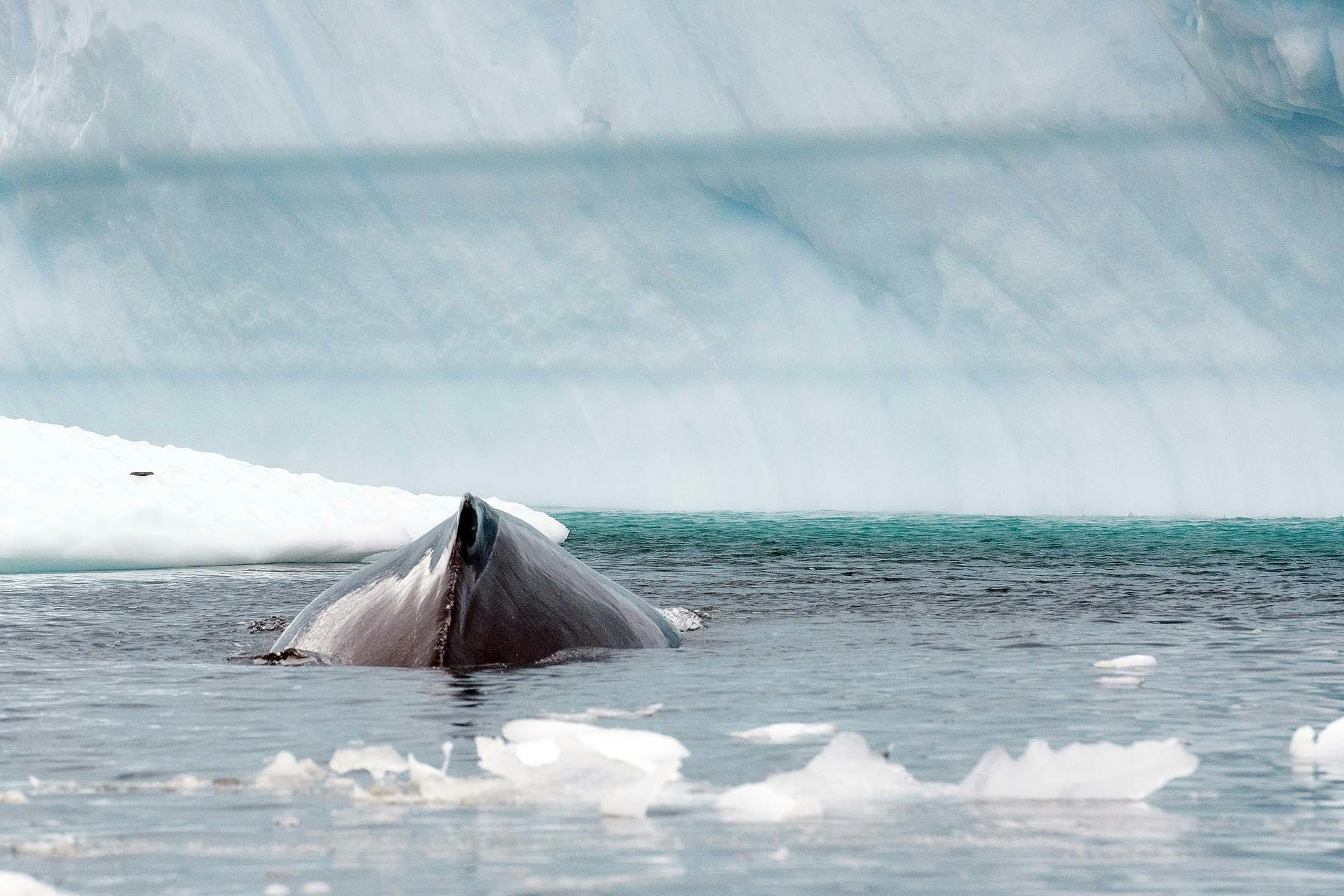 A humpback whale spotted near Danco Island on a recent Antarctica cruise.