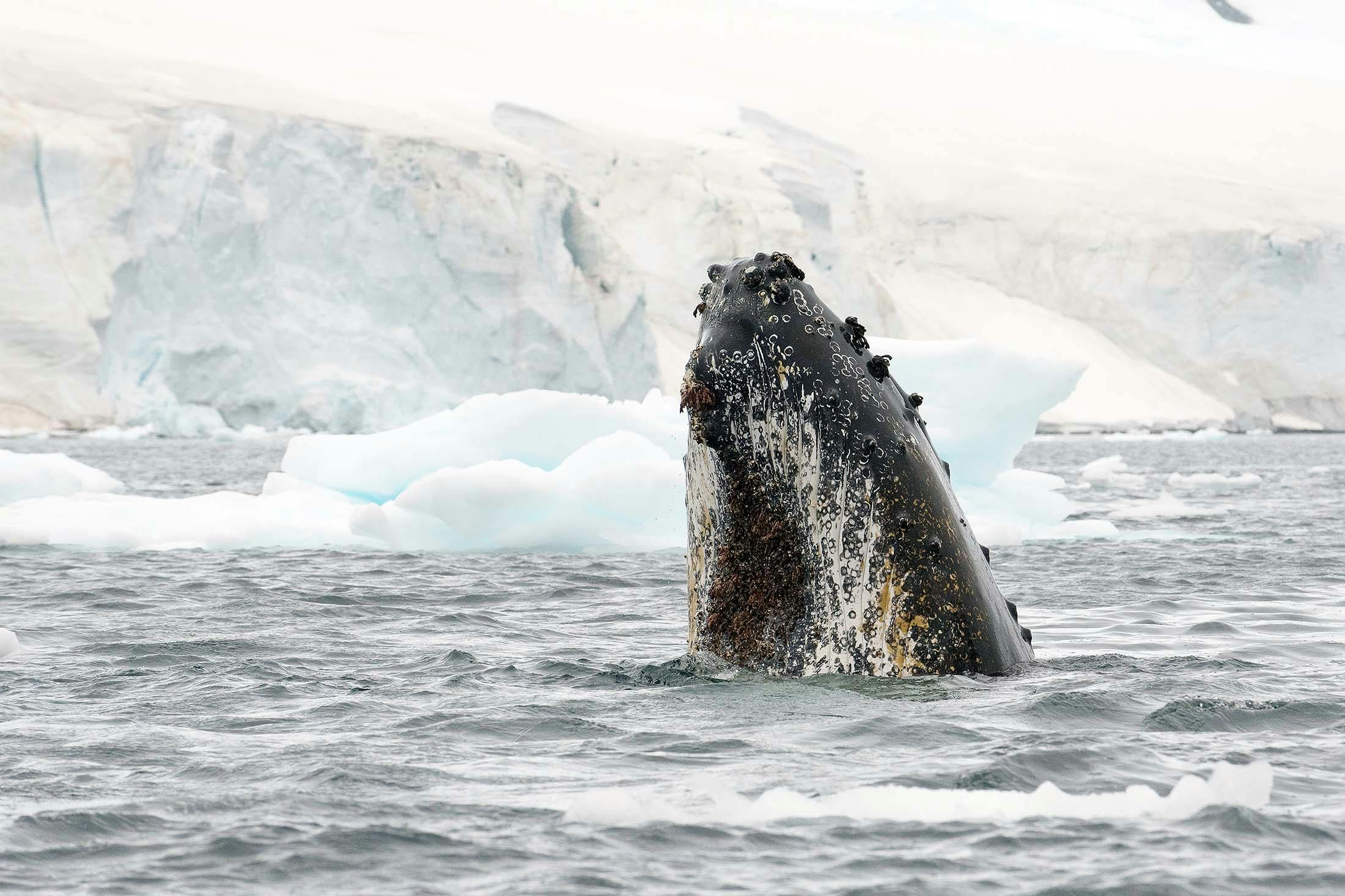 There are few encounters as breathtaking as "spyhopping" humpback whales in Antarctica.