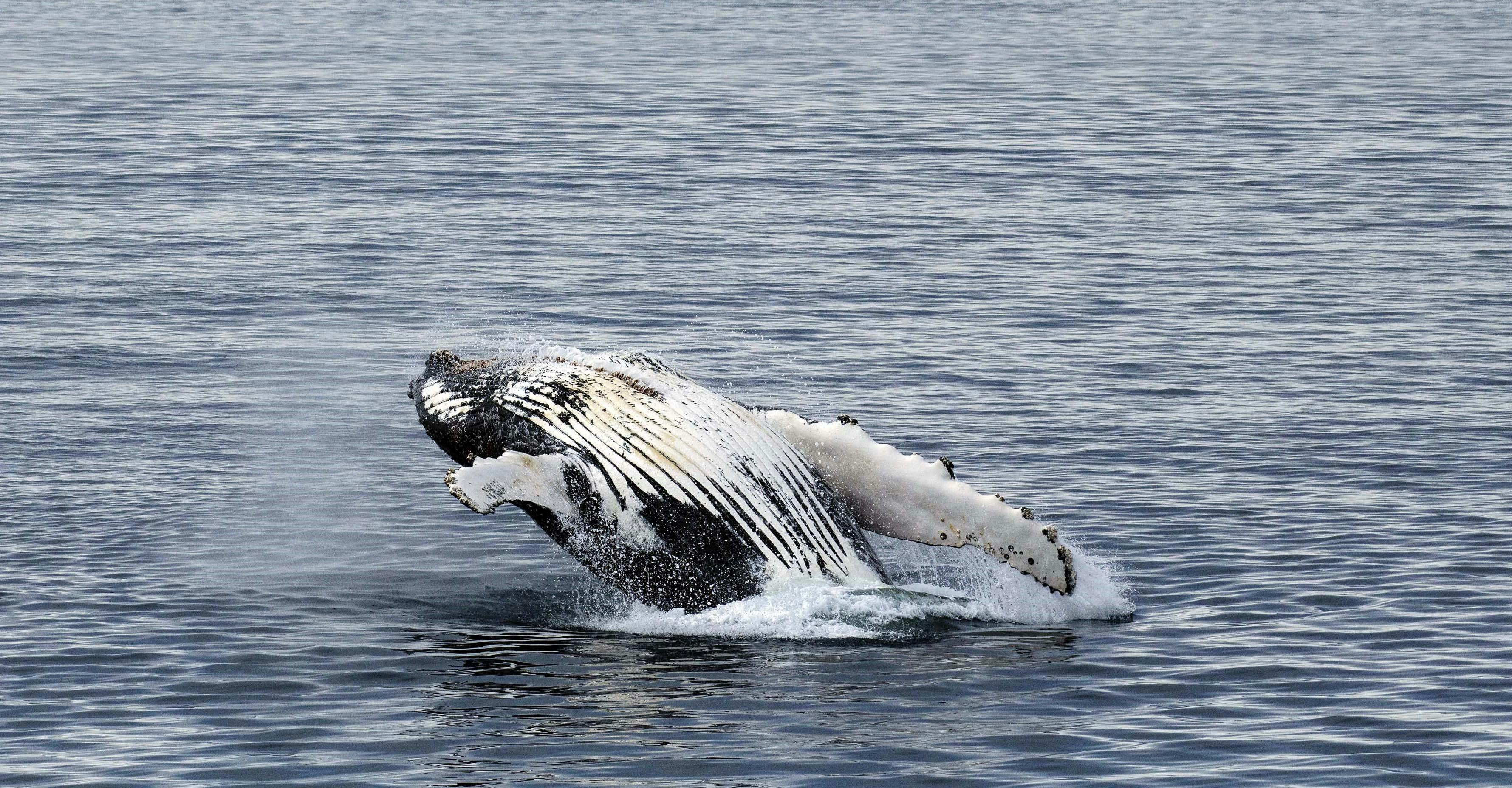 Humpback Whales In Antarctica - A Highlight Of An Antarctica Cruise