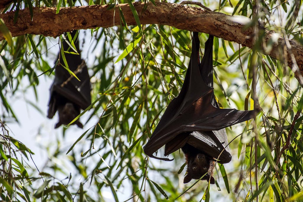Flying foxes in Ord River, a haven for Kimberley wildlife.