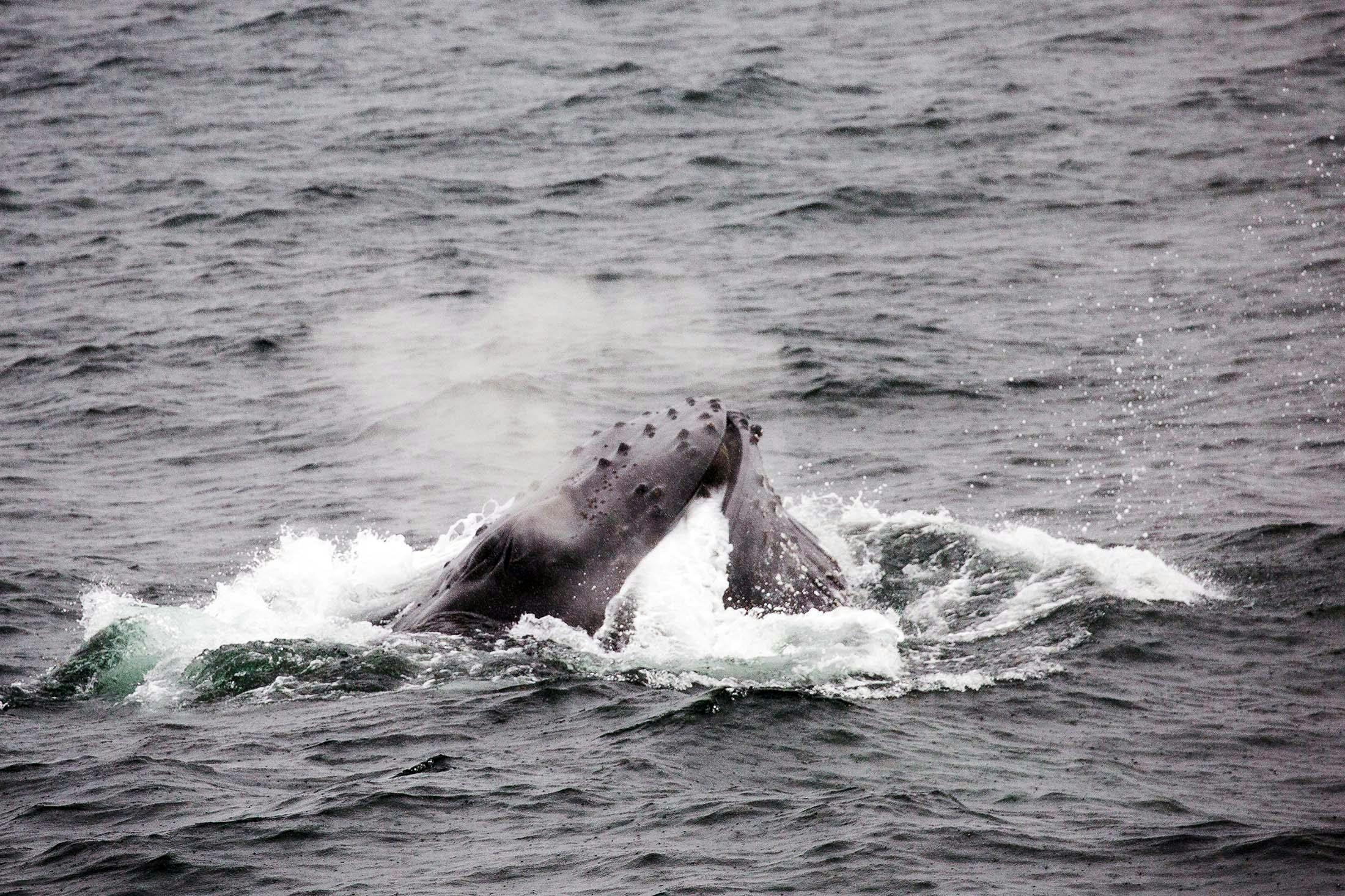 Guests on a Silversea cruise watch a humpback whale hunt with a bubble net in Portal Point, Antarctica