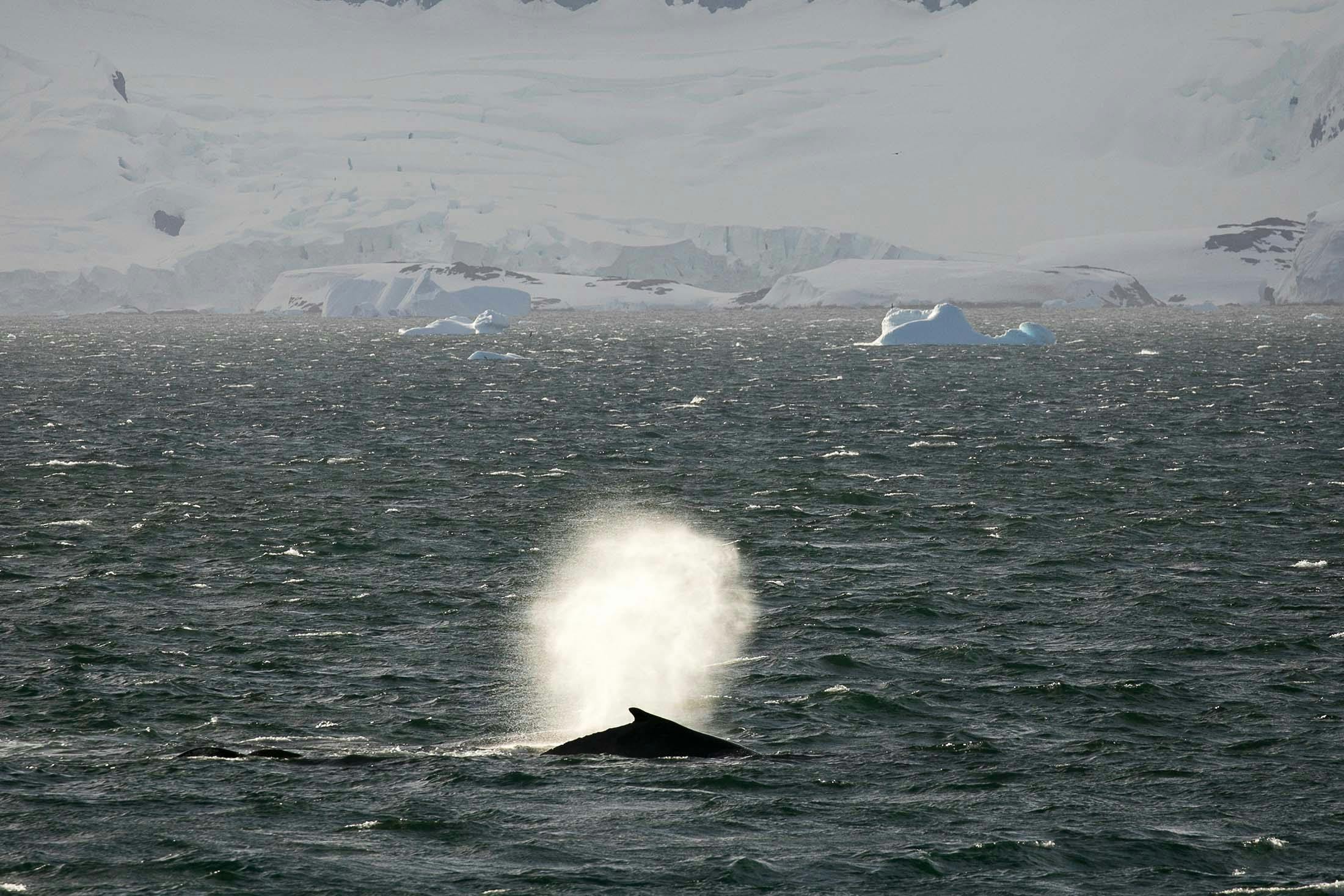 Seeing humpback whales in the Antarctic Sound is one reason to visit Antarctica with Silversea