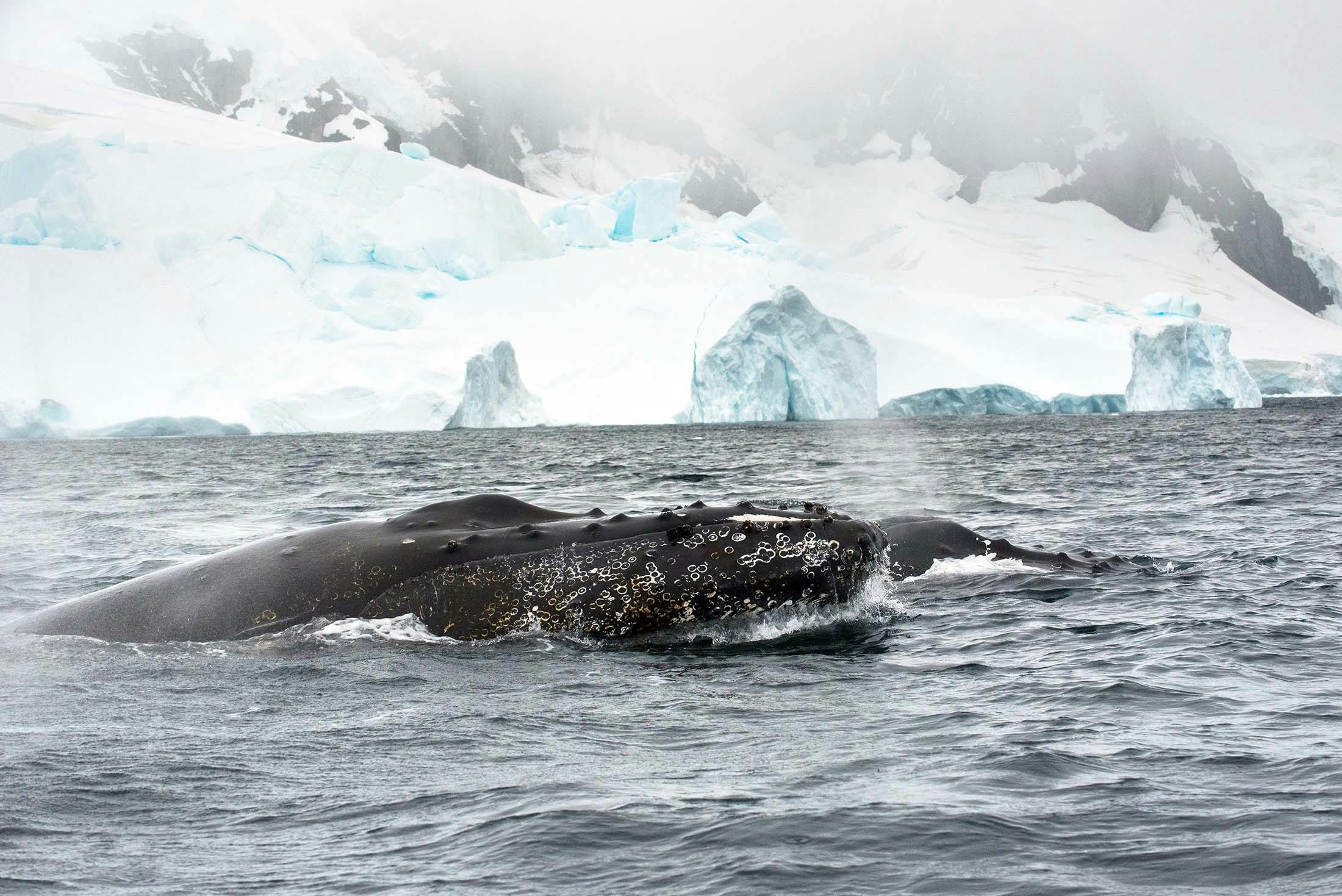 Spotting humpback whales in Antarctica