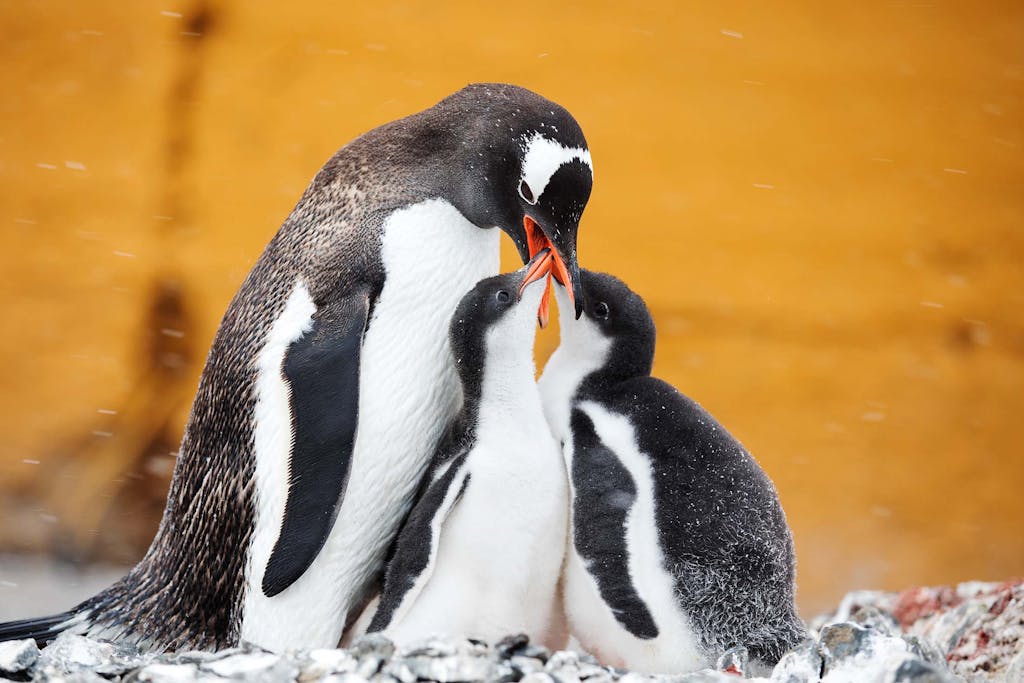 Gentoo penguins are just one example of what to see in Antarctica